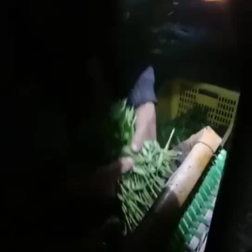二荆条苗