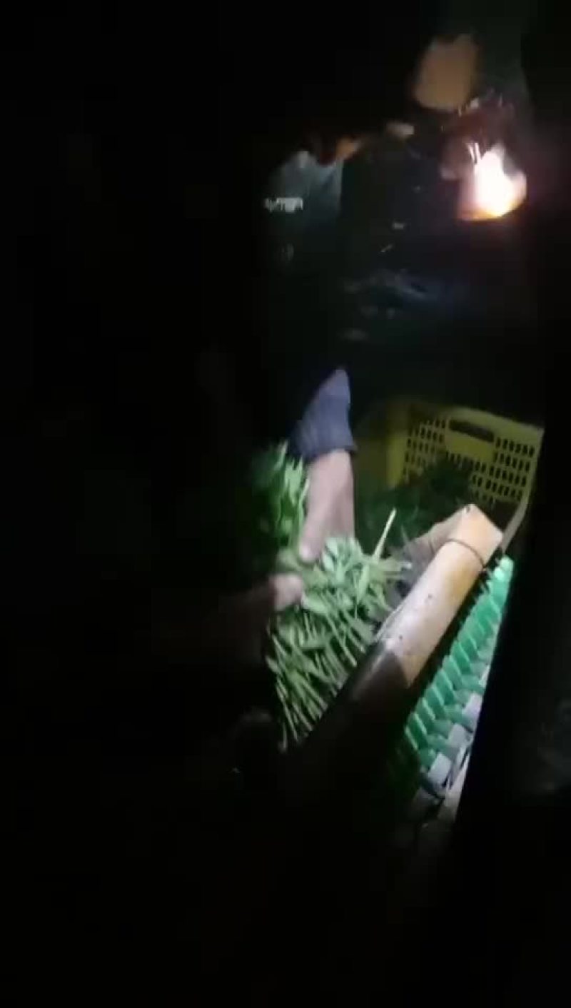 二荆条苗
