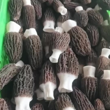 羊肚菌干货鲜货都有稳定客户长期合作优先