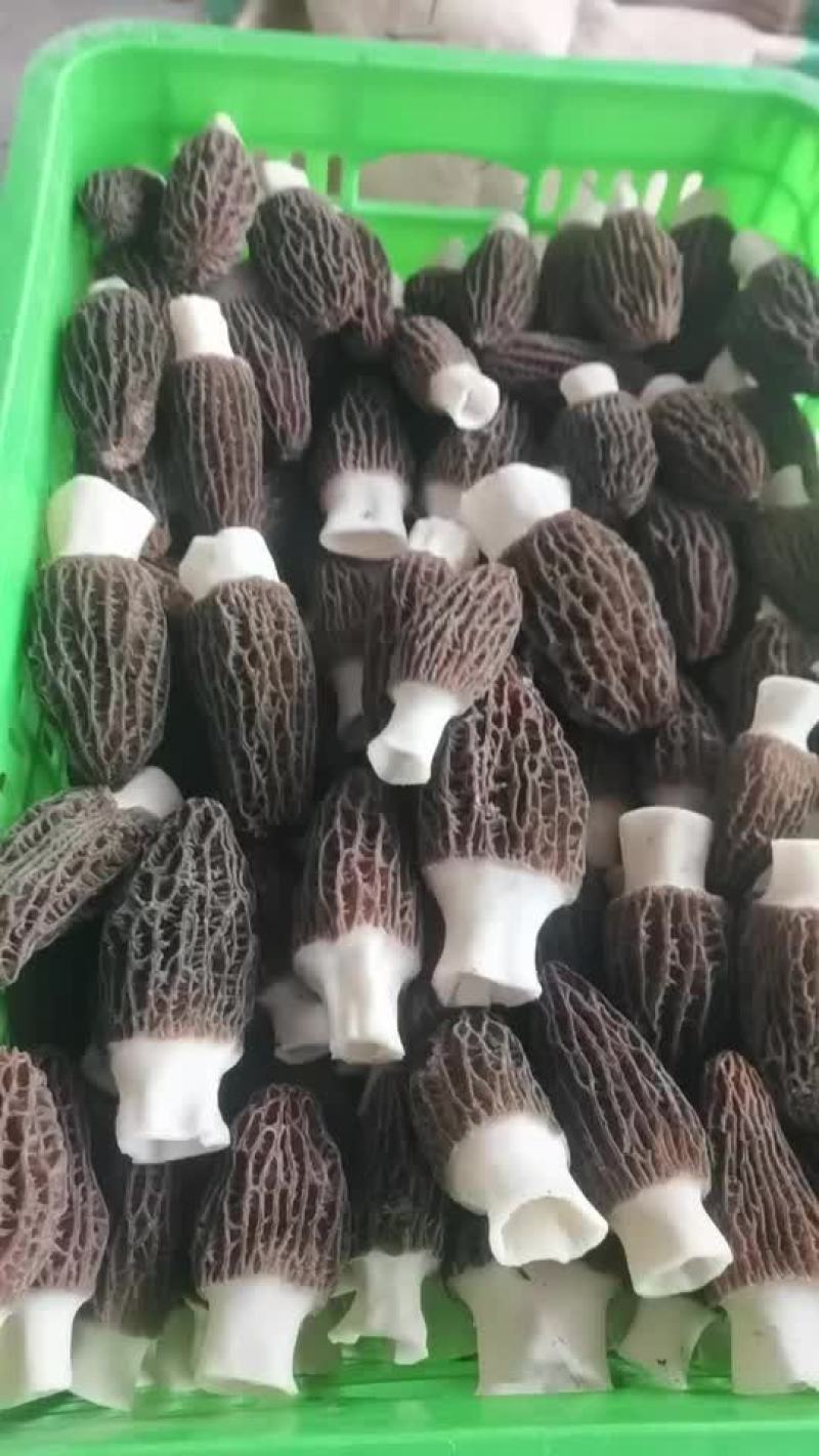 羊肚菌干货鲜货都有稳定客户长期合作优先