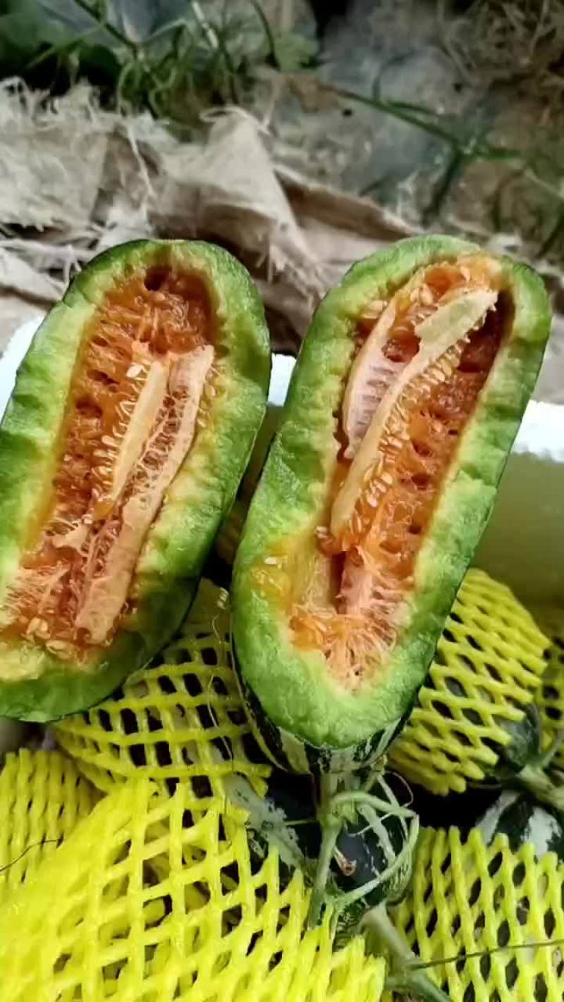 大棚博洋系列甜瓜上市了