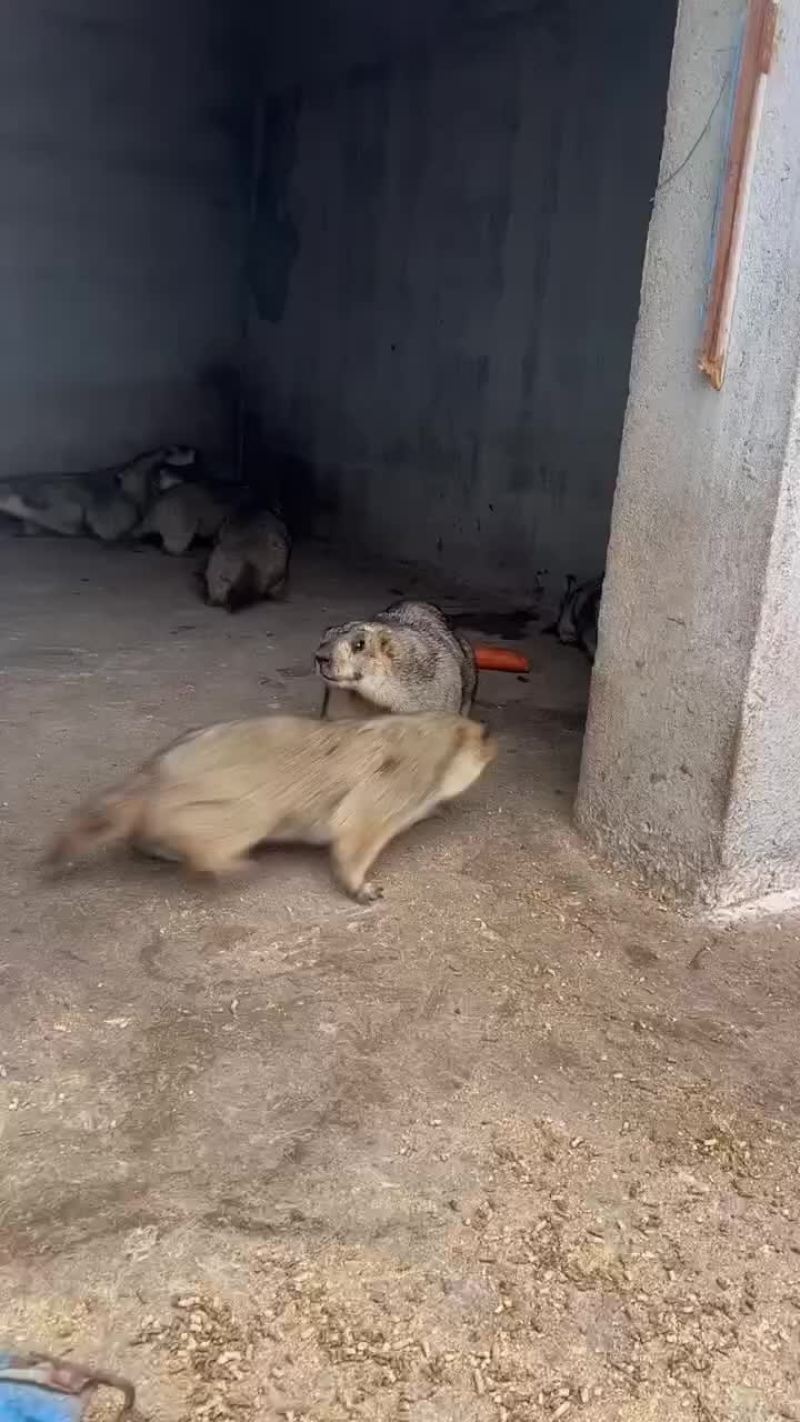 土拨鼠，旱獭土拨鼠，迷你萌宠小动物