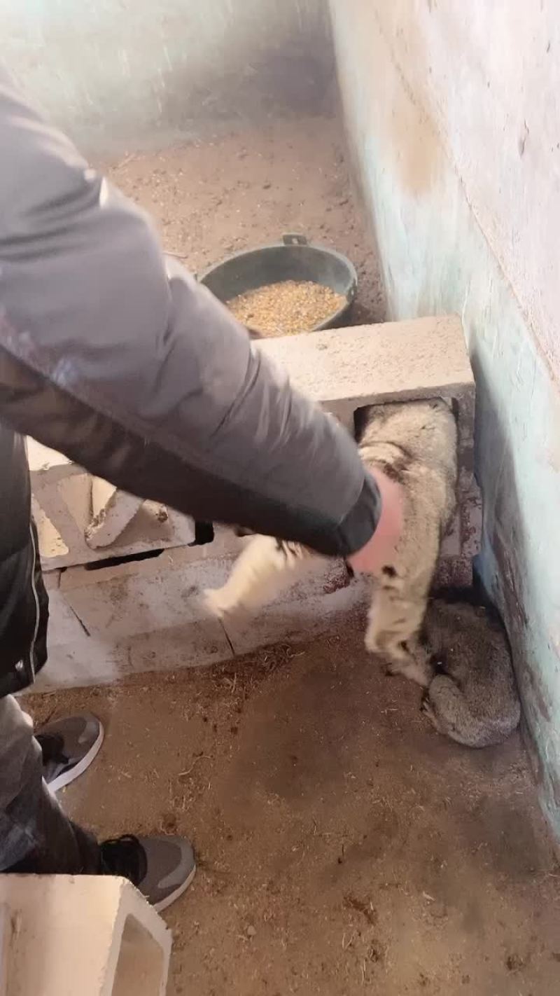 土拨鼠，旱獭土拨鼠，迷你萌宠小动物