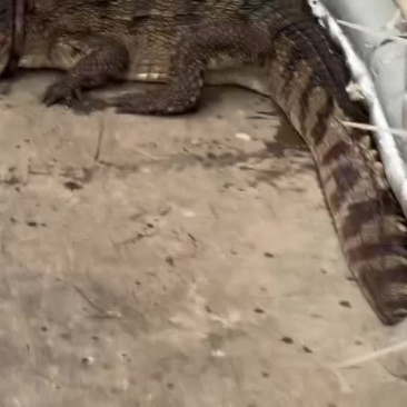 烧烤专用