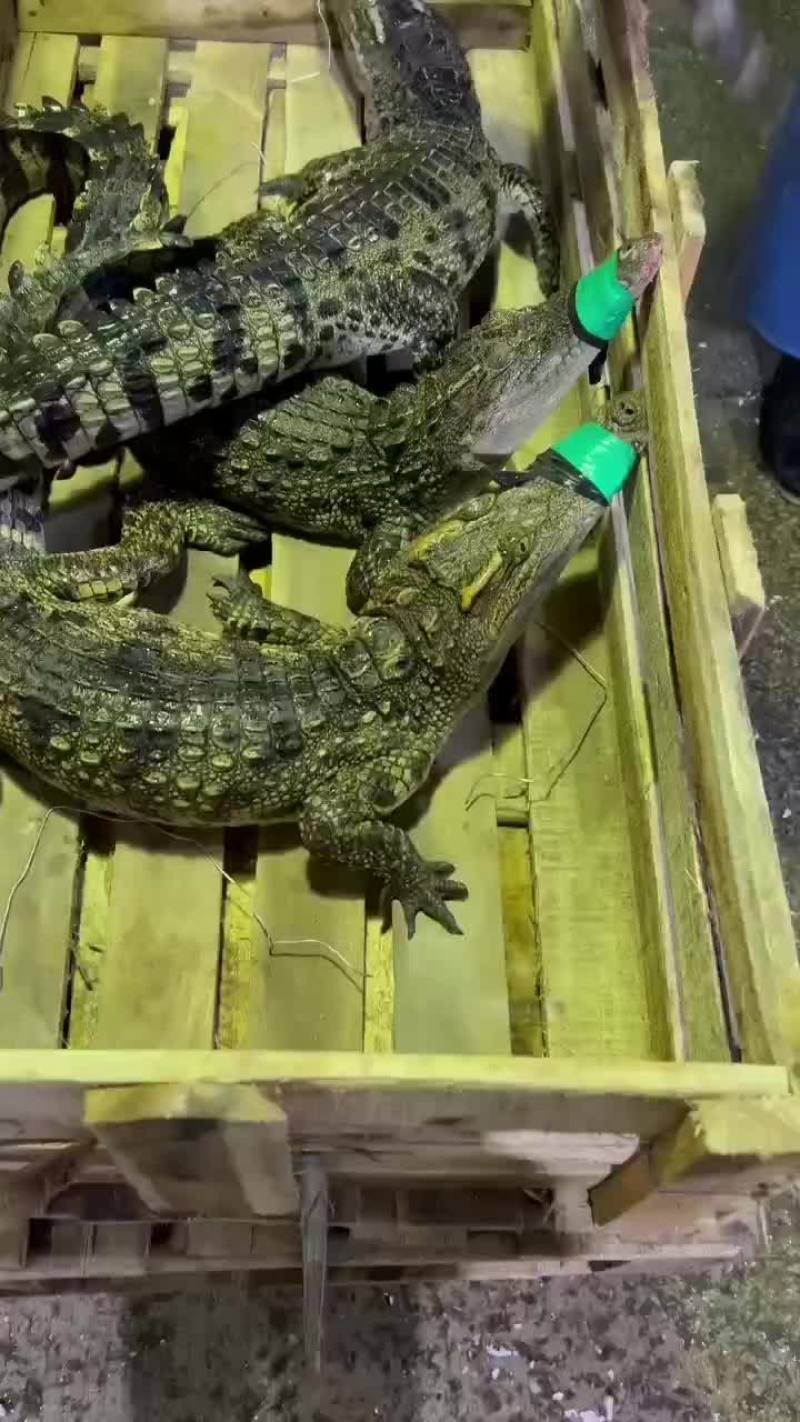 烧烤专用
