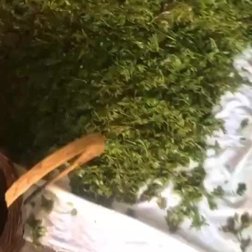 莓茶，藤茶