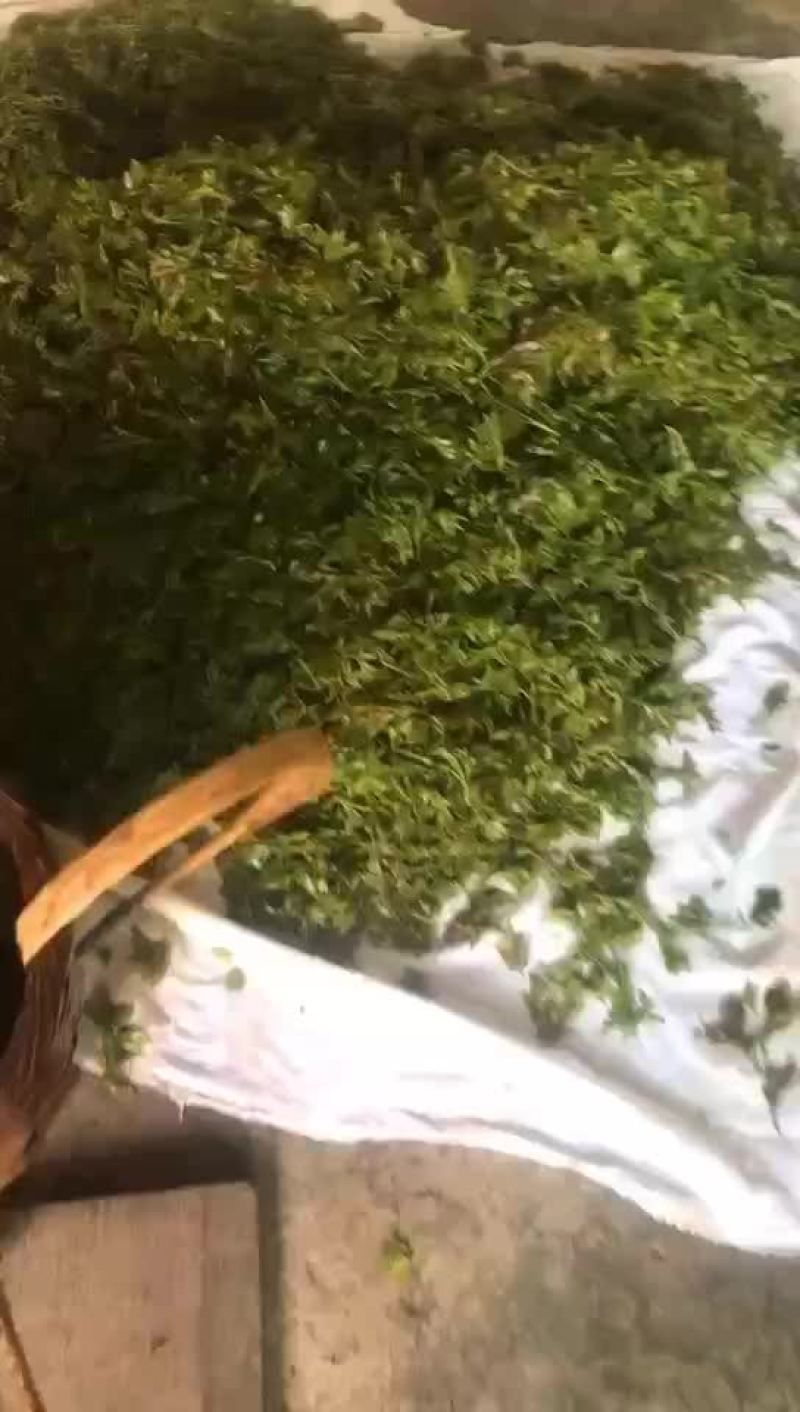 莓茶，藤茶