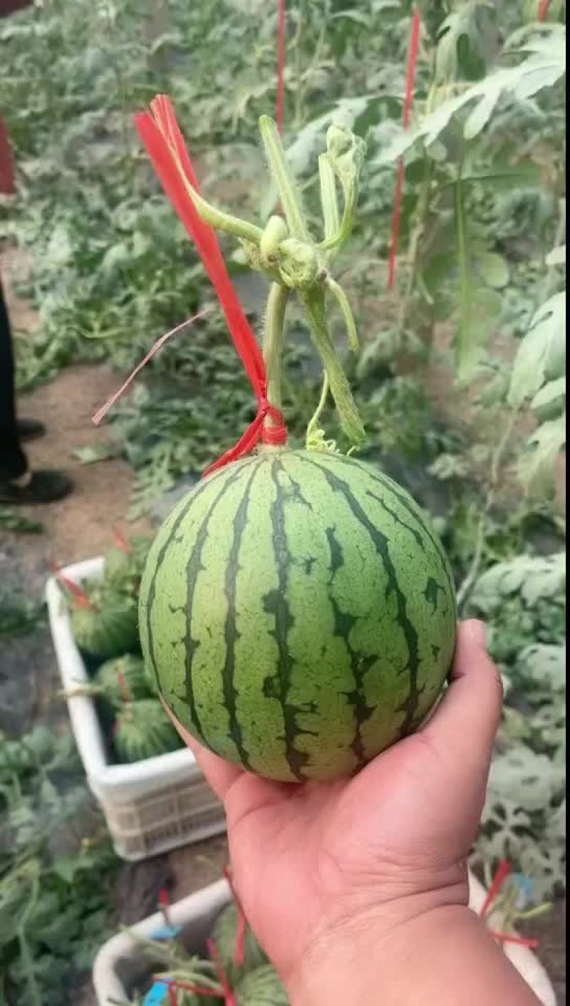 山东潍坊小糖丸西瓜上市中
