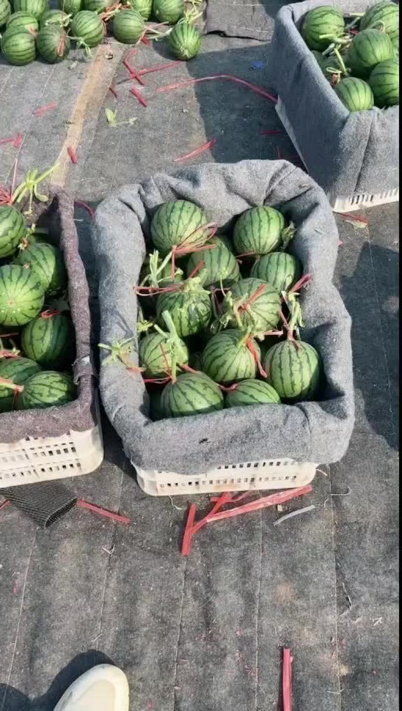 山东潍坊小糖丸西瓜上市中