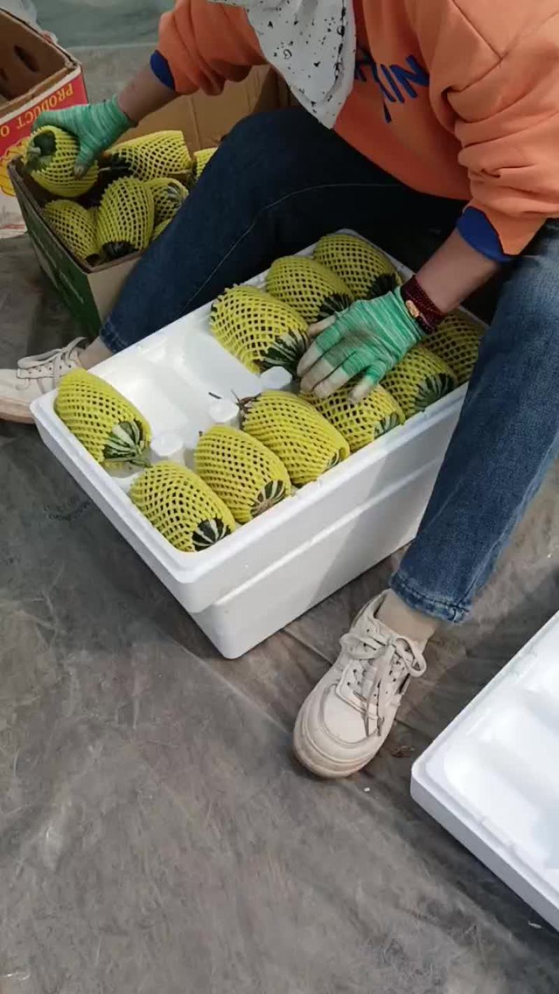 西甜瓜.