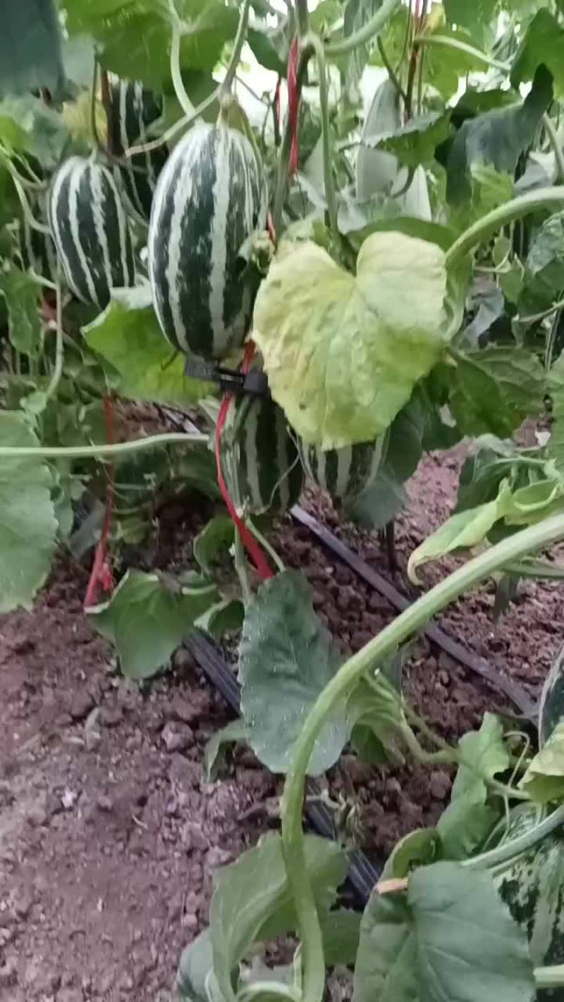 西甜瓜.