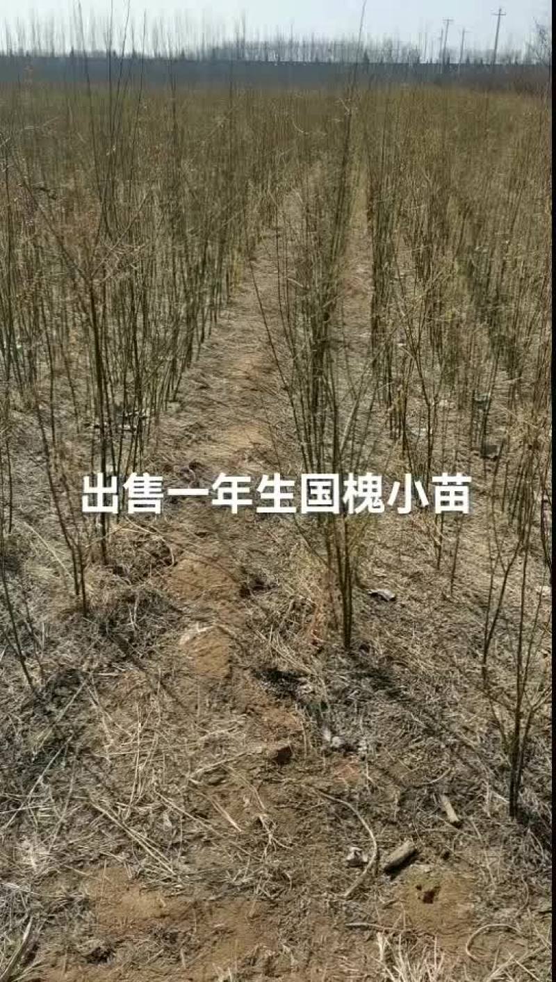 一年生国槐小苗0.5左右，大量供应，1到15公分，25公