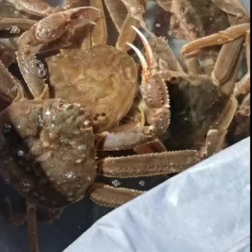 代购各种海鲜水产品，市场批发价格，生鲜冰冻都有