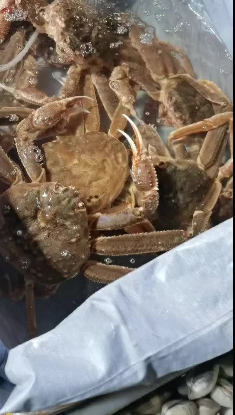 代购各种海鲜水产品，市场批发价格，生鲜冰冻都有