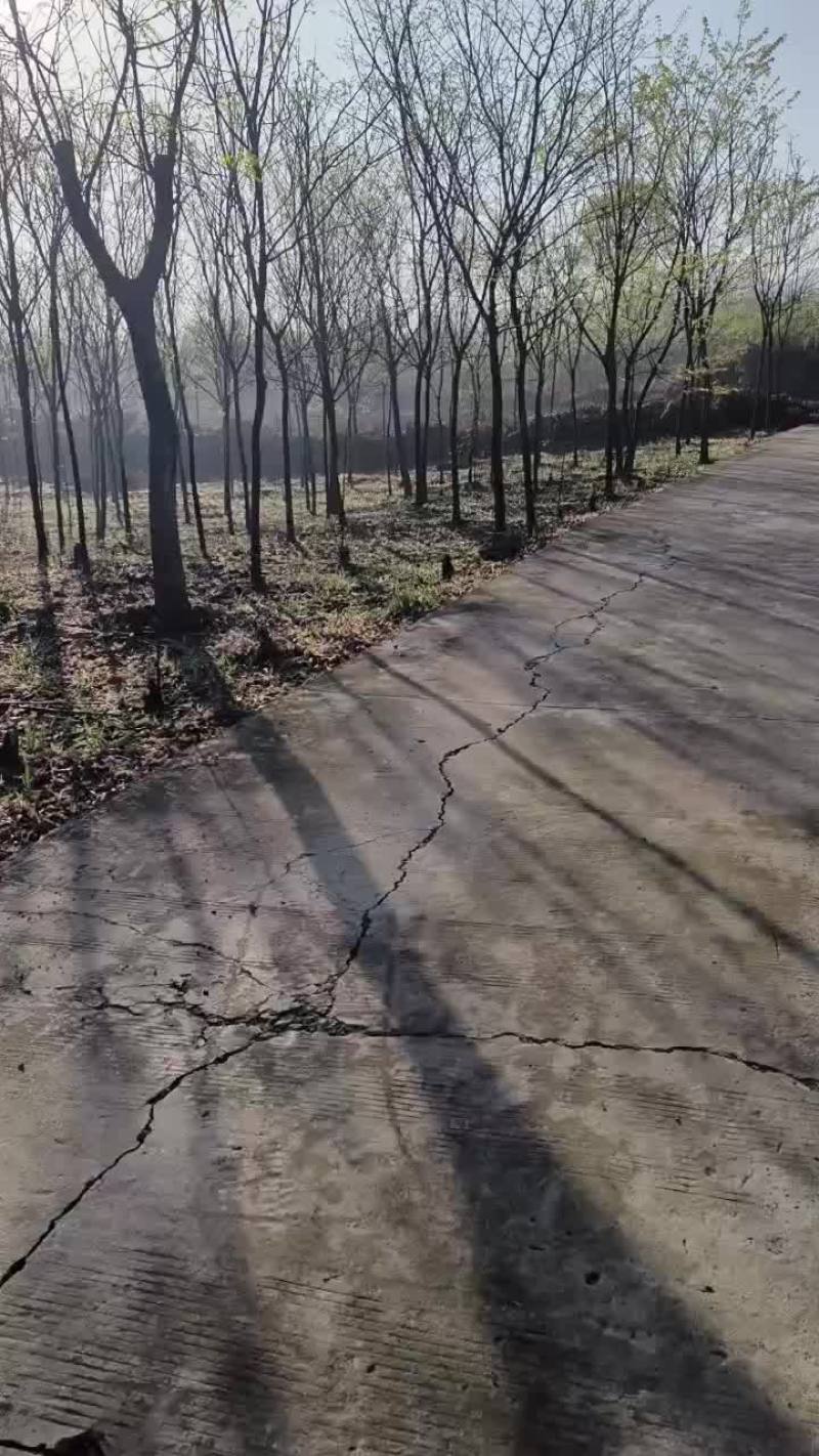 无患子价格，无患子基地，无患子10