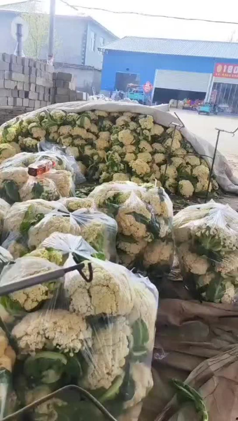 徐州沛县花菜