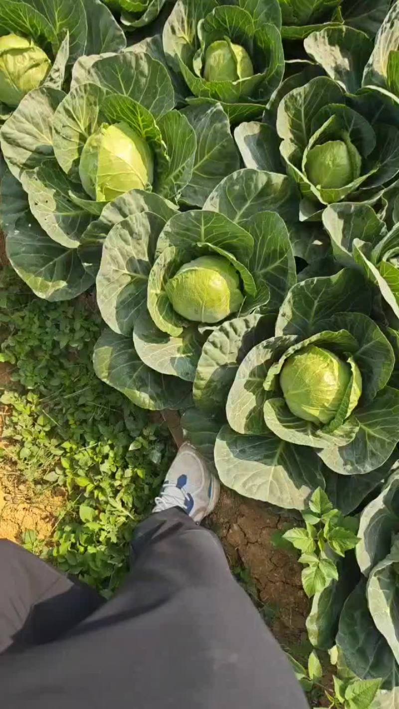 甘蓝