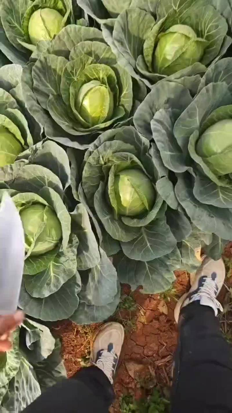 甘蓝