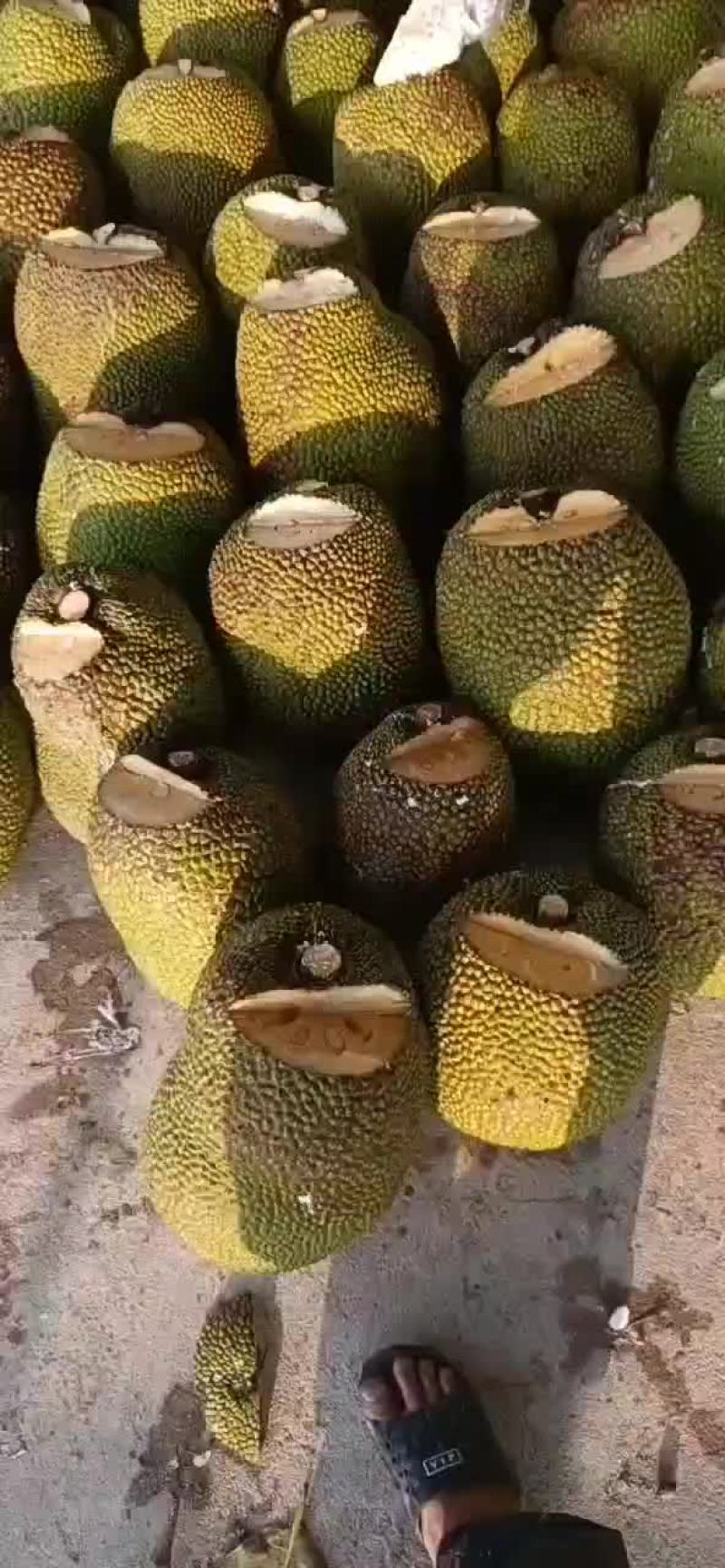 海南产地泰八菠萝蜜切好口上石灰高次果