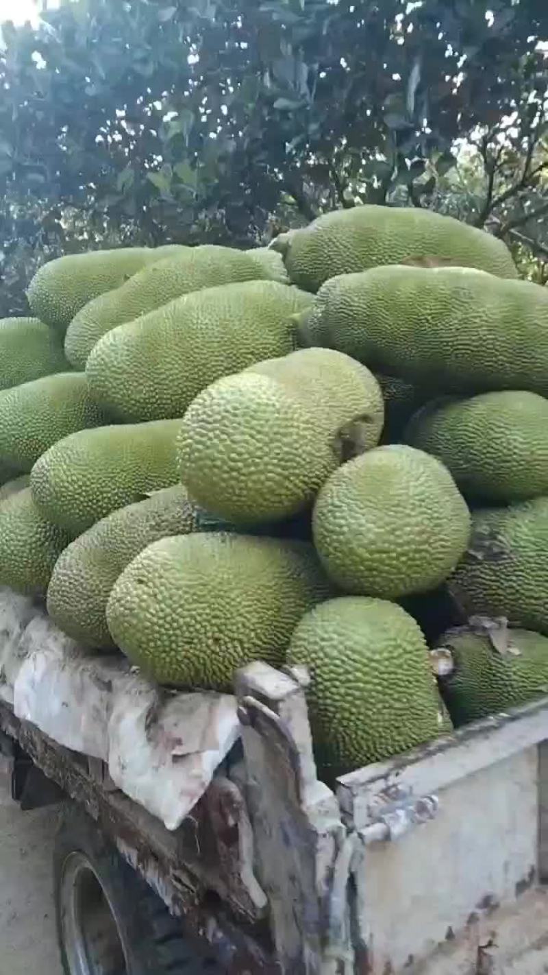海南产地菠萝蜜马来1号高次果货源充足