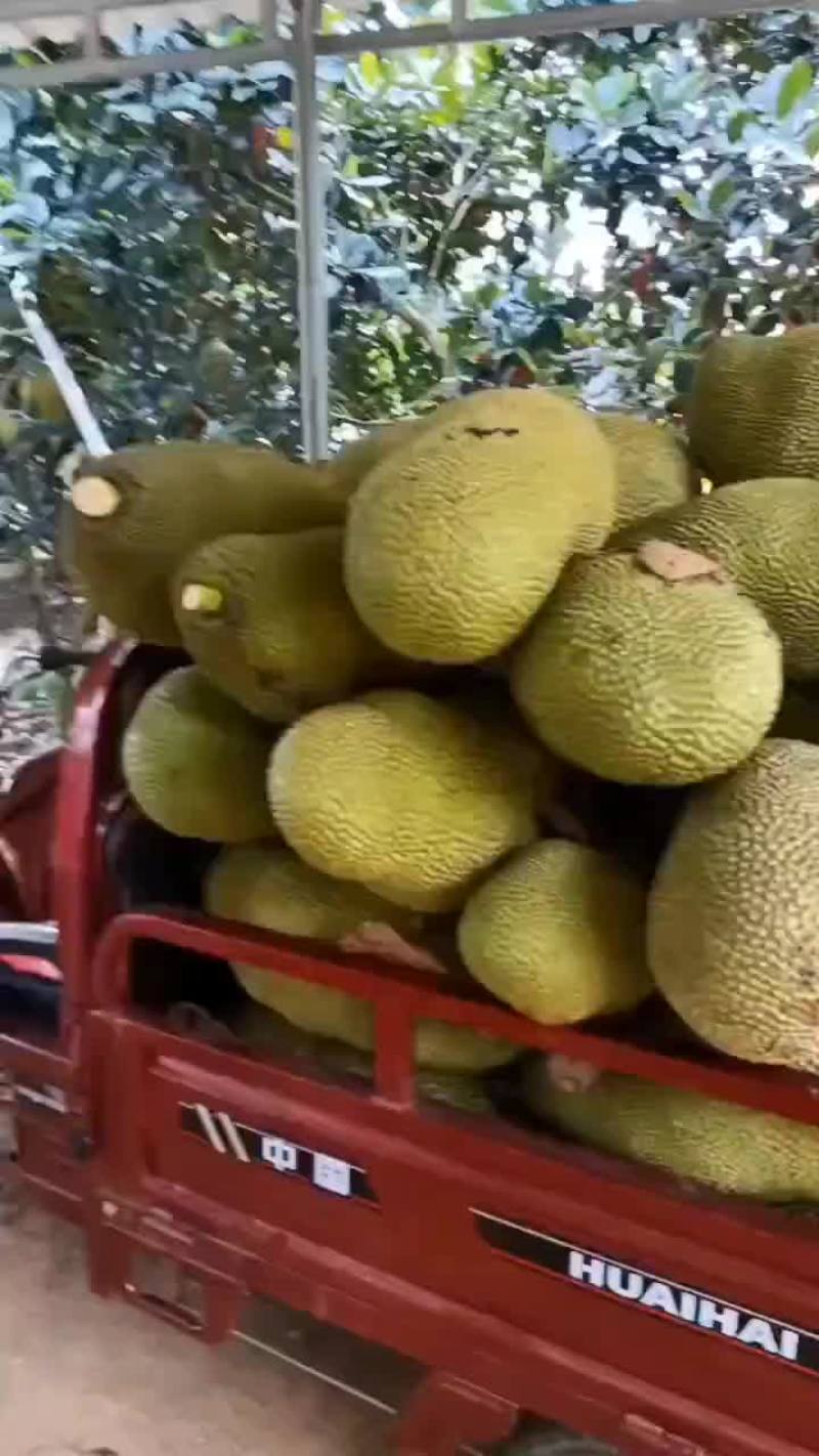 海南产地菠萝蜜马来1号高次果货源充足