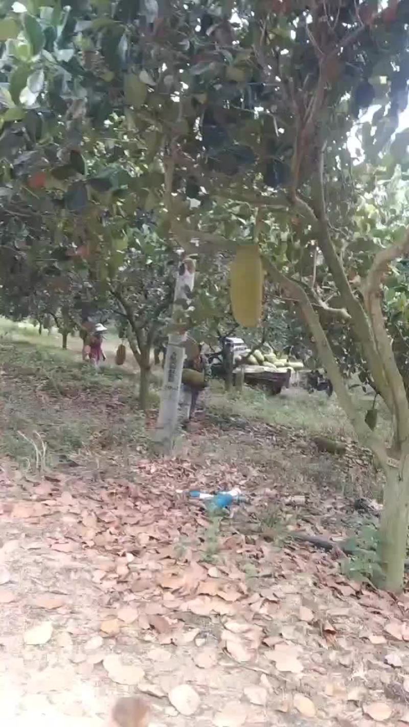 海南产地菠萝蜜马来1号高次果货源充足
