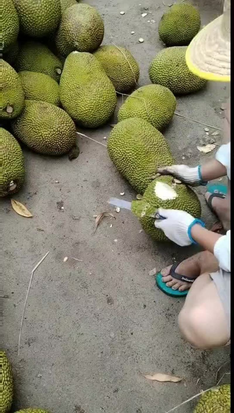海南产地泰八菠萝蜜加工切口上石灰验好果