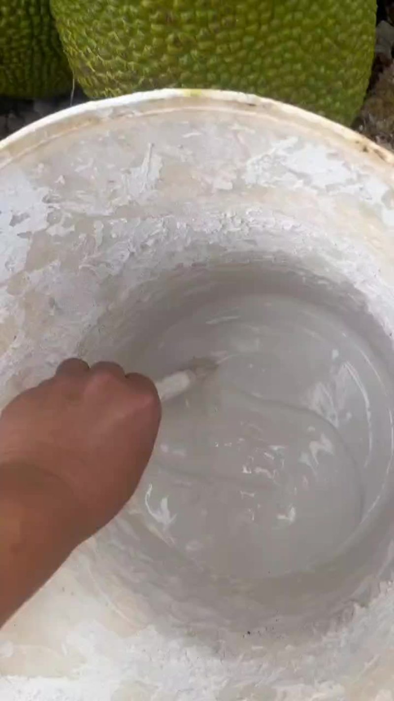 海南产地泰八菠萝蜜加工切口上石灰验好果