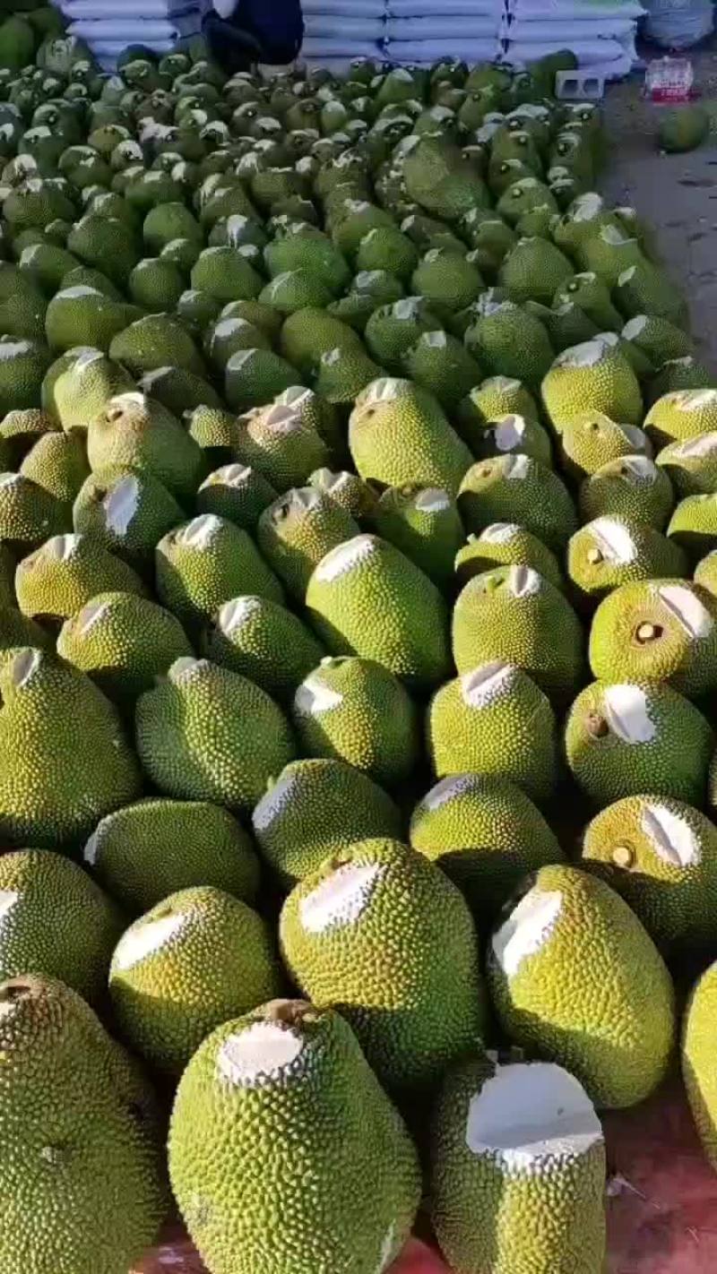 海南产地泰八菠萝蜜加工切口上石灰验好果