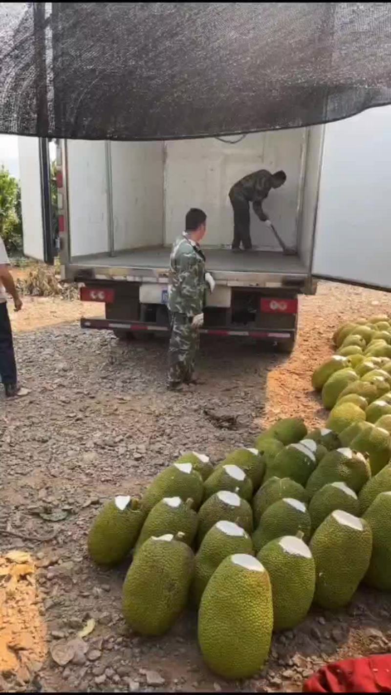海南产地泰八菠萝蜜加工切口上石灰验好果
