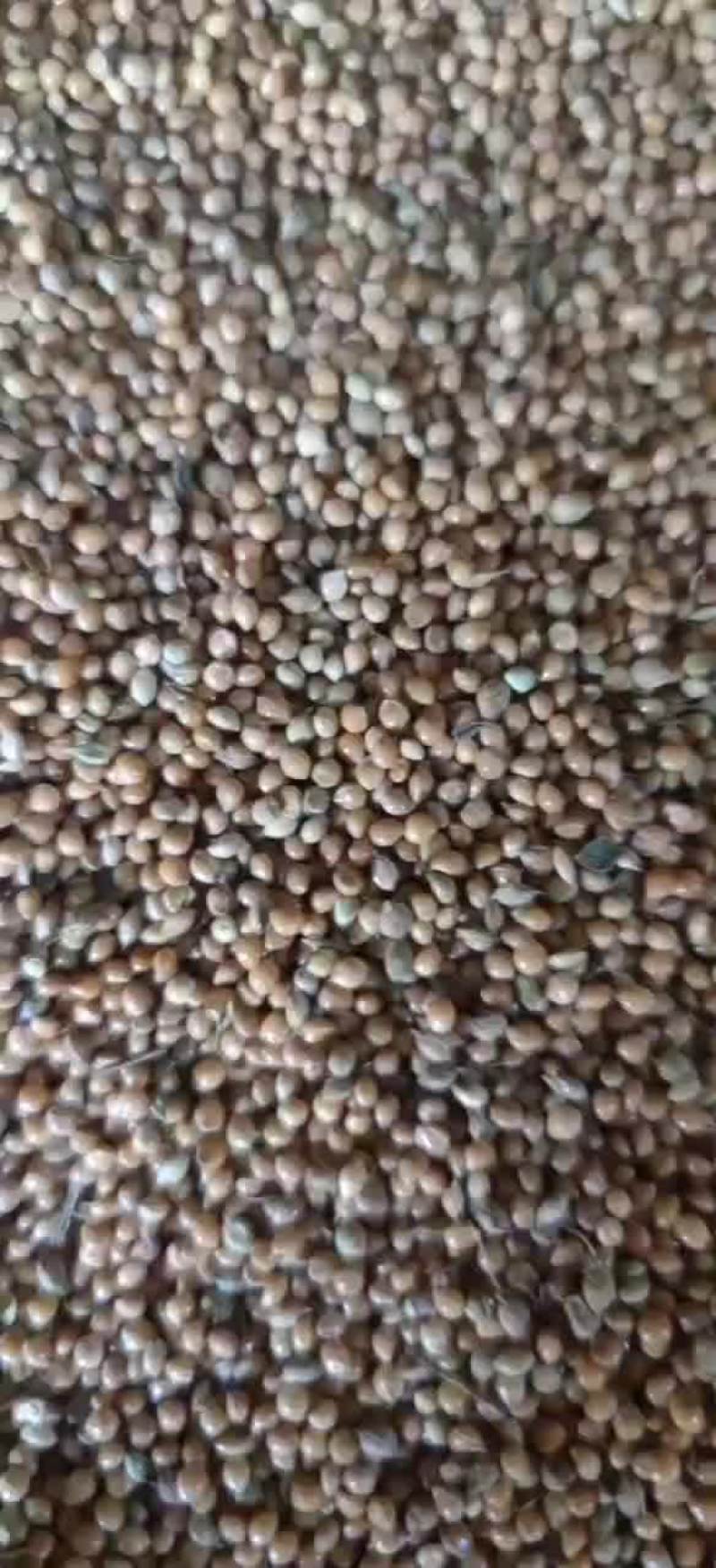 糜子