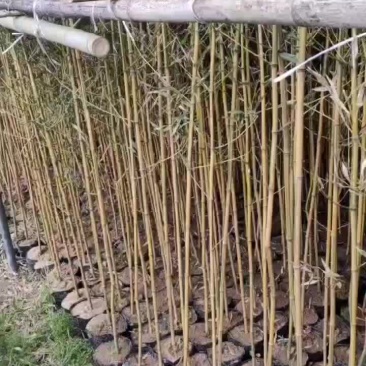 金镶玉杯苗