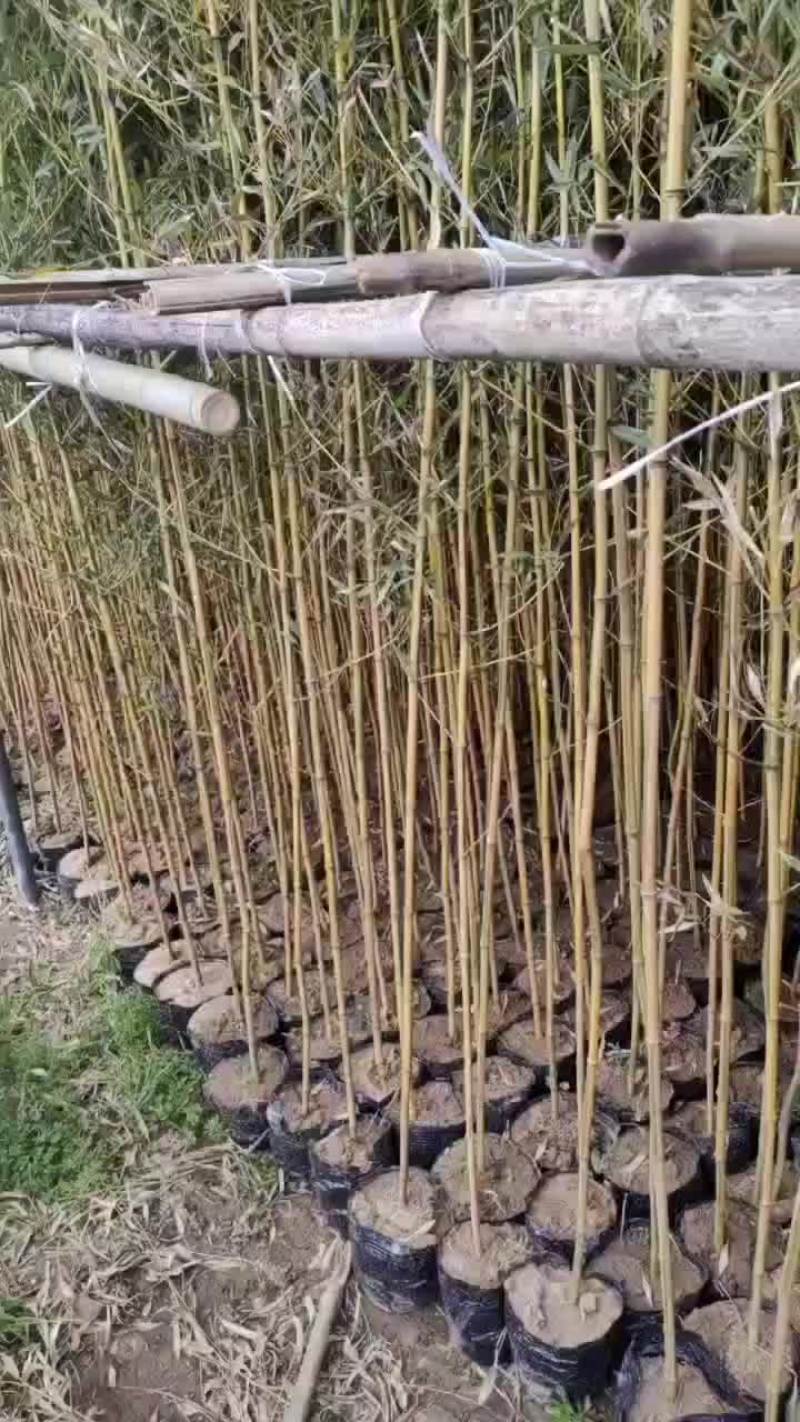 金镶玉杯苗