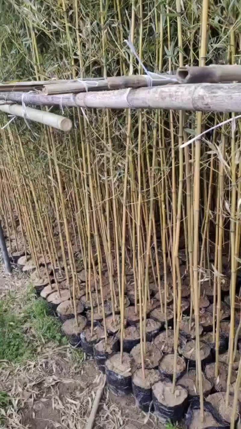 金镶玉杯苗