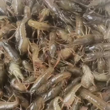 龙虾苗大量上市