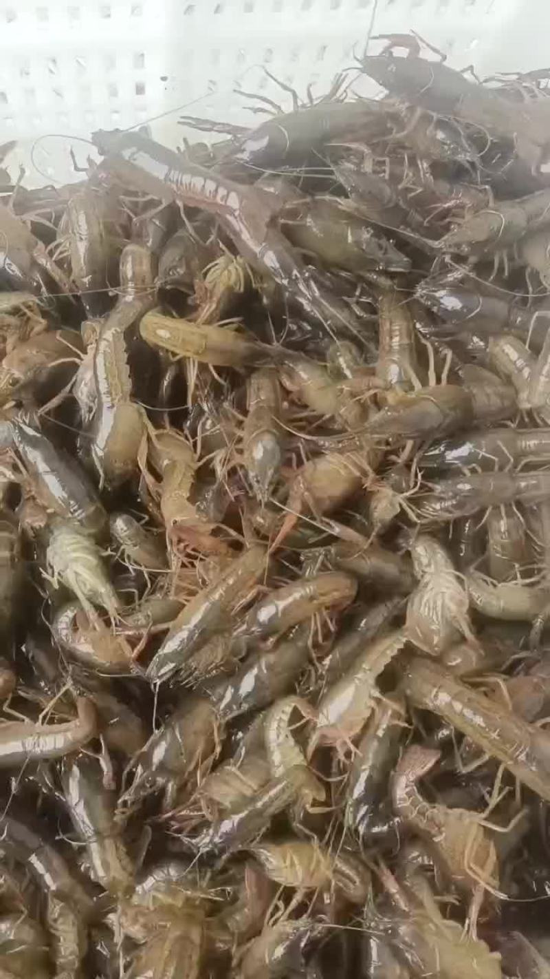 龙虾苗大量上市