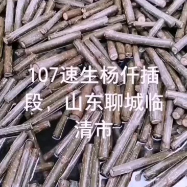 107速生杨仟插段