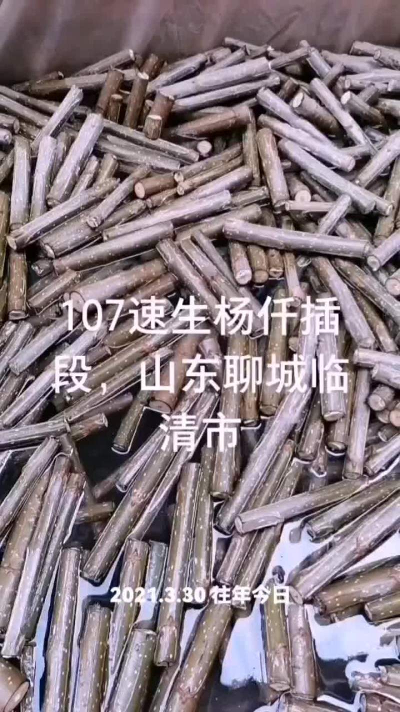 107速生杨仟插段