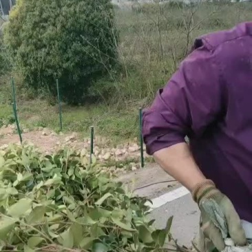 三华系优质油茶苗