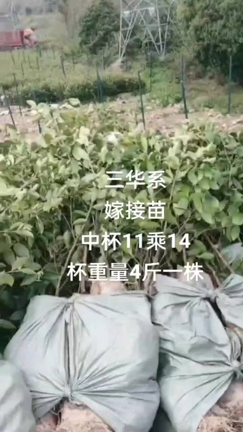 三华系优质油茶苗
