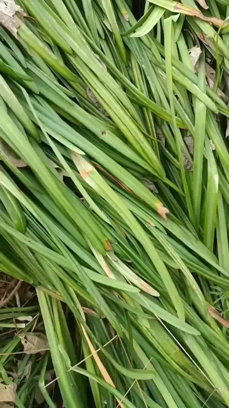 石蒜