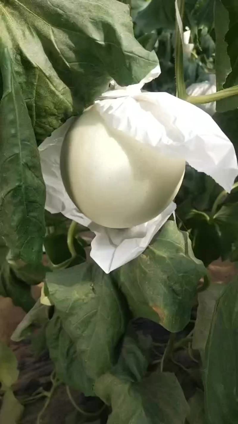 玉菇