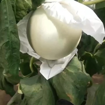 玉菇