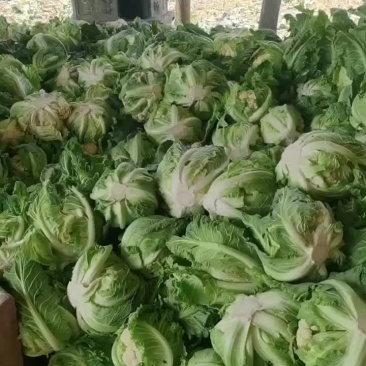 陕西汉中洋县花菜大量有货，