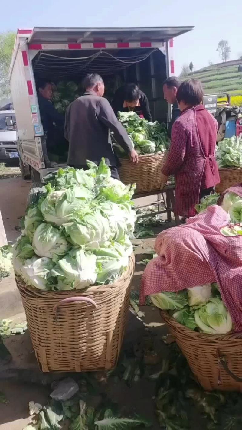 陕西汉中洋县花菜大量有货，