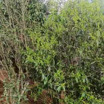 中小树茶