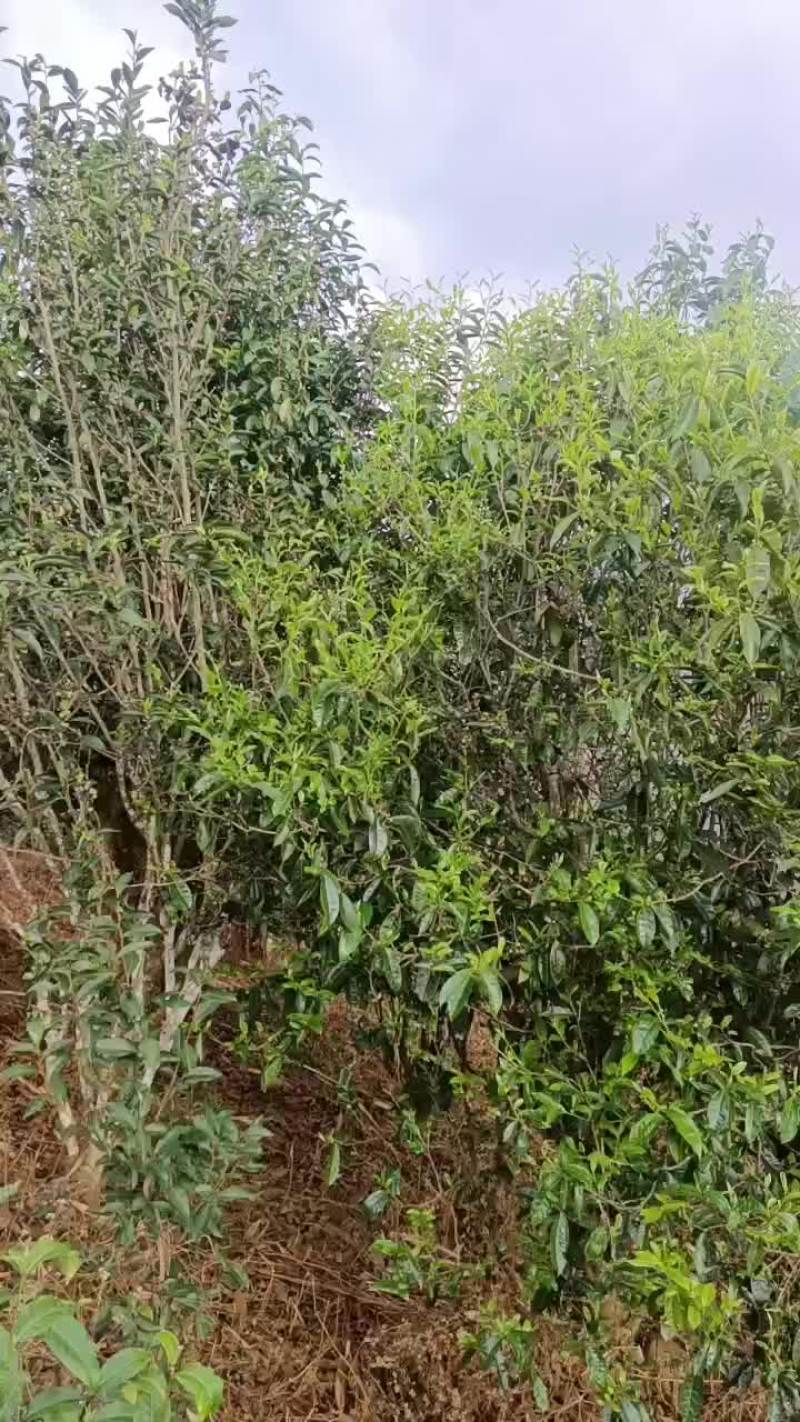 中小树茶