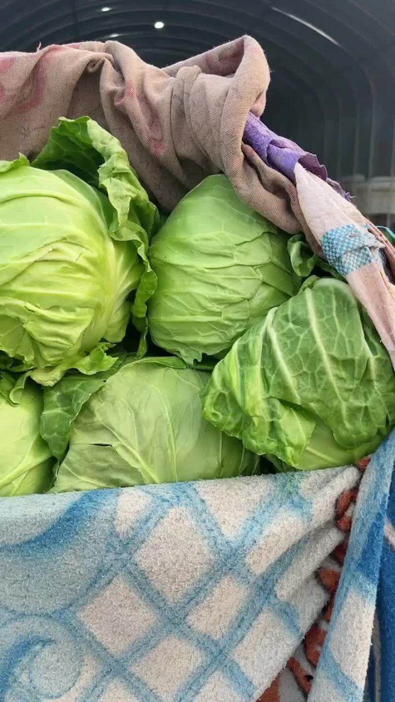 邯郸本地甘蓝