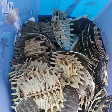 鳖甲，上甲纯干货