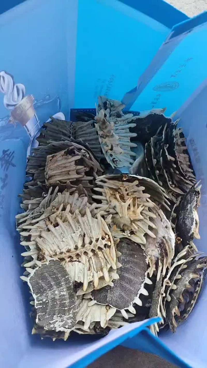 鳖甲，上甲纯干货